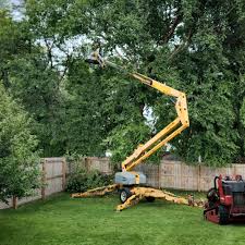 How Our Tree Care Process Works  in  Upland, PA