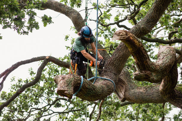 Upland, PA Tree Care Company
